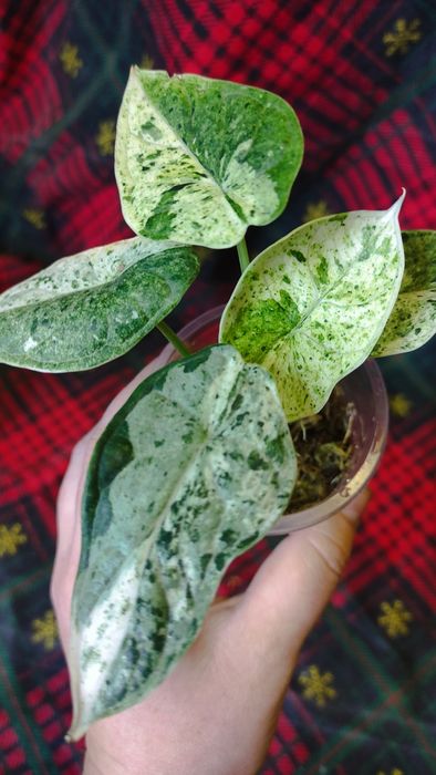 Алоказия Dragon scale mint