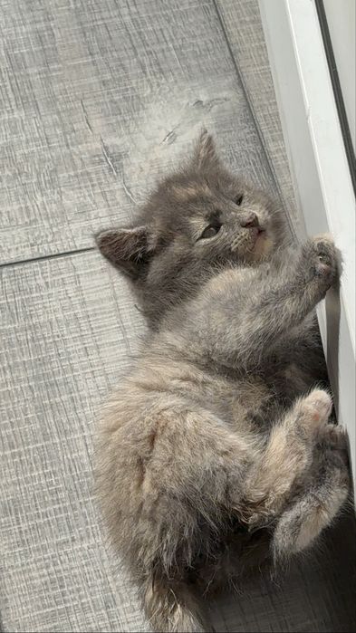 Котенок  в хорошие руки отдам