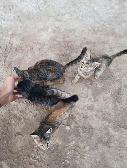 5 ta mushuk bolasi hadyaga