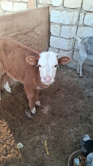 Телёнок казахская белаголовая