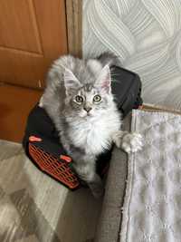 Шикарный котенок породы  Мейн-кун