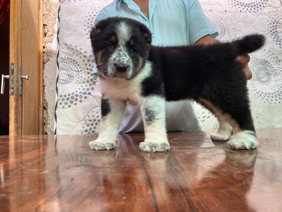 Щенок кафказского Алабая ( Супер Гигант )