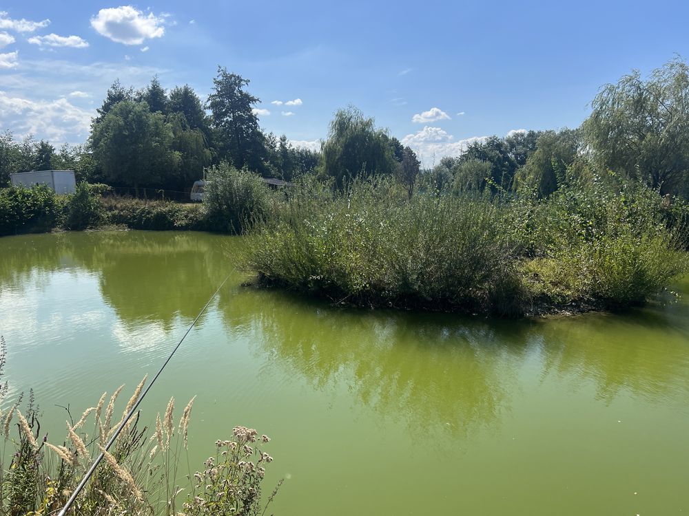 Vand lac de peste in comuna Stilpeni, jud arges