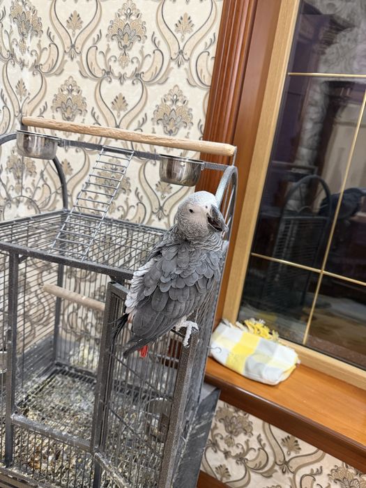 Жако 2 йош примерно