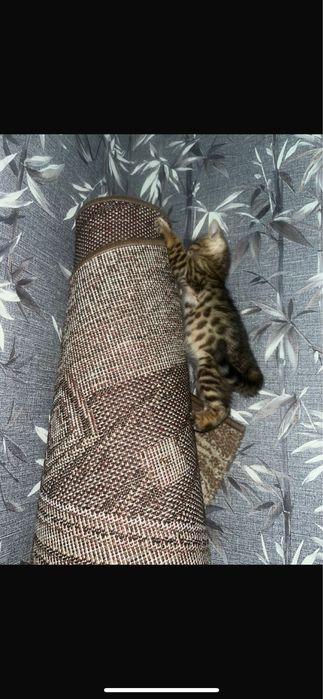 Продам котенка бангал