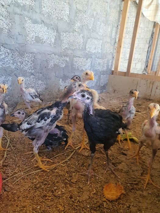 Shamo dakan jujasi 1.5 oylik