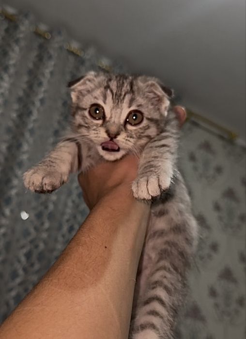 Scotish fold mushukcha