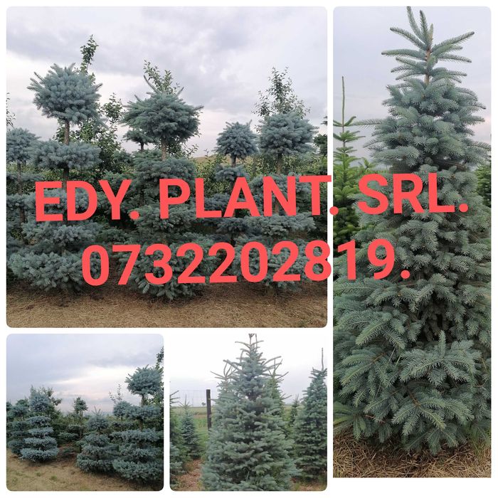 Tuia, Brazi, Gazon, Mesteacăn