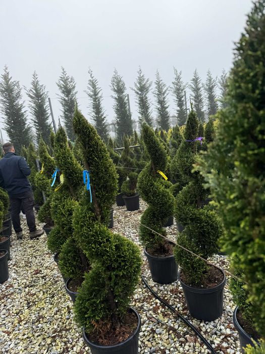 Plante ornamentale spectaculoase pentru grădini armonioase
