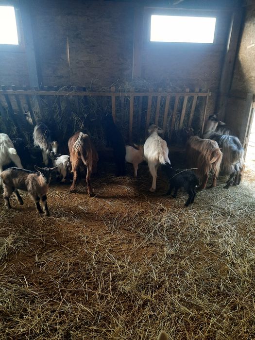 Vand doua iade/capre din 2024