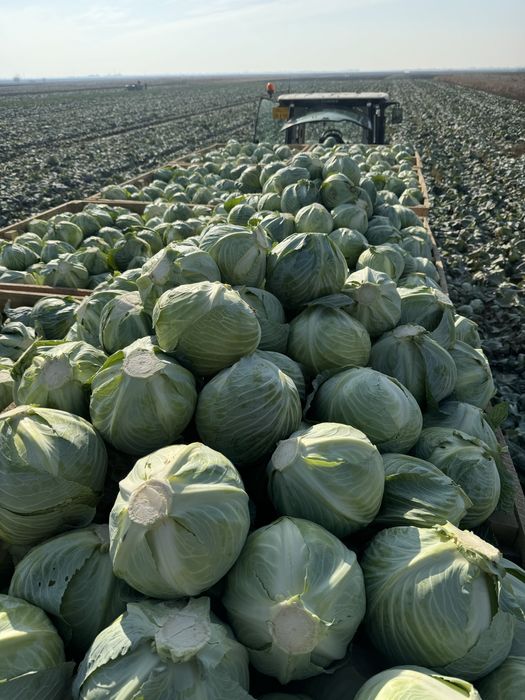 Varza de pastrare rosie Varza rosie