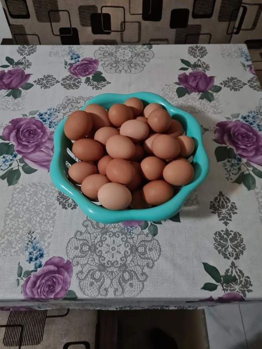 Oua prospete de gaina