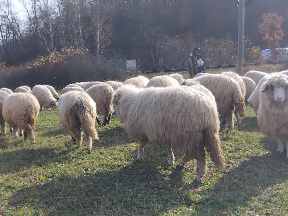 De vânzare oi.                              .