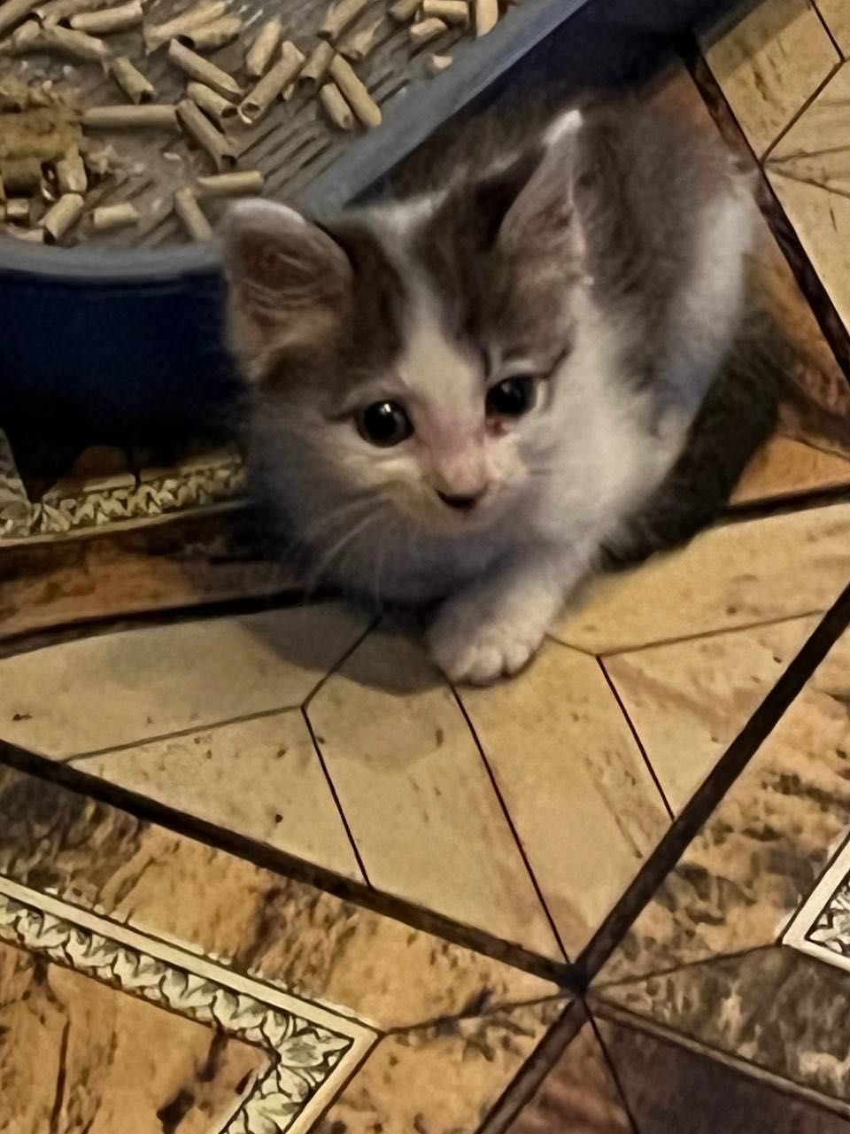 Бесплатно котята в хорошие руки