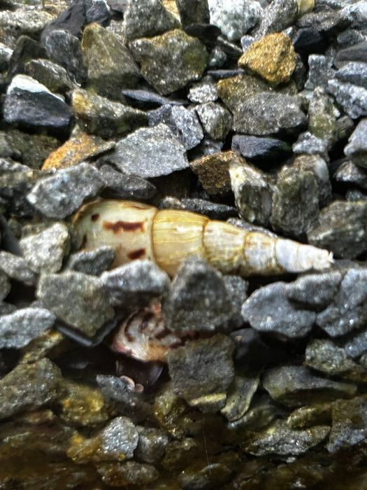 Moss acvariu , Melanoides tuberculata