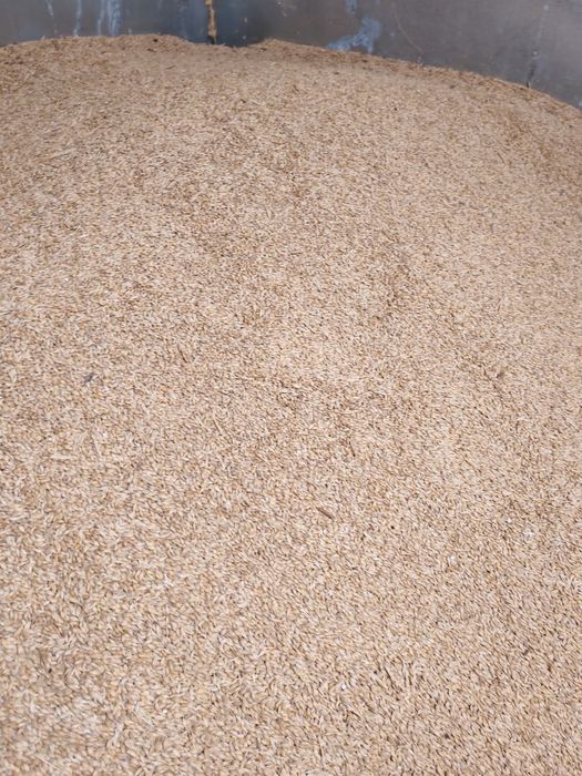 Vand orzoaica de primăvară - se poate folosi și ca sămânță C2