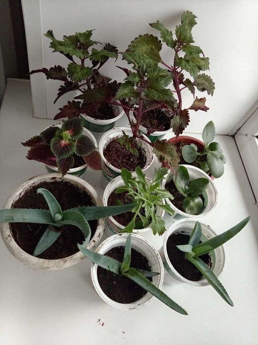 Продам комнатные растения.