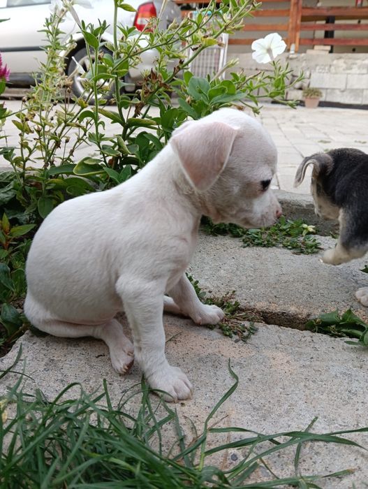 Chihuahua mini pui