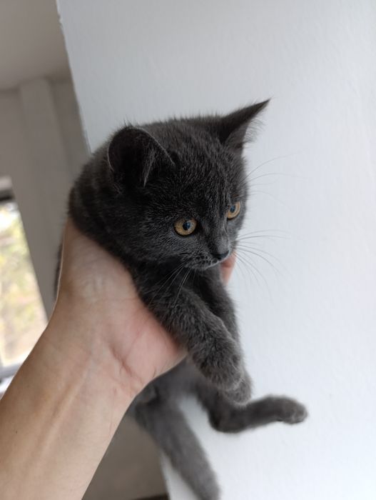 Котенок в добрые руки
