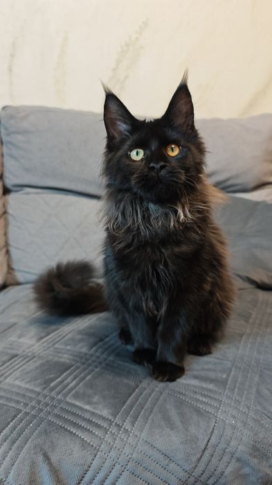 Мейн Кун девочки