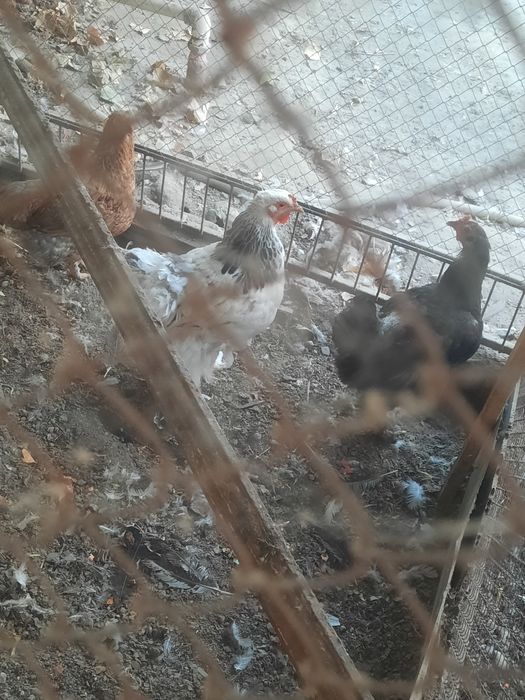 Товуклар сотилади