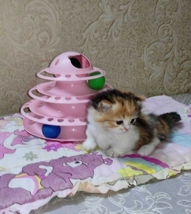 Продается шикарный котенок Манчкин, девочка.