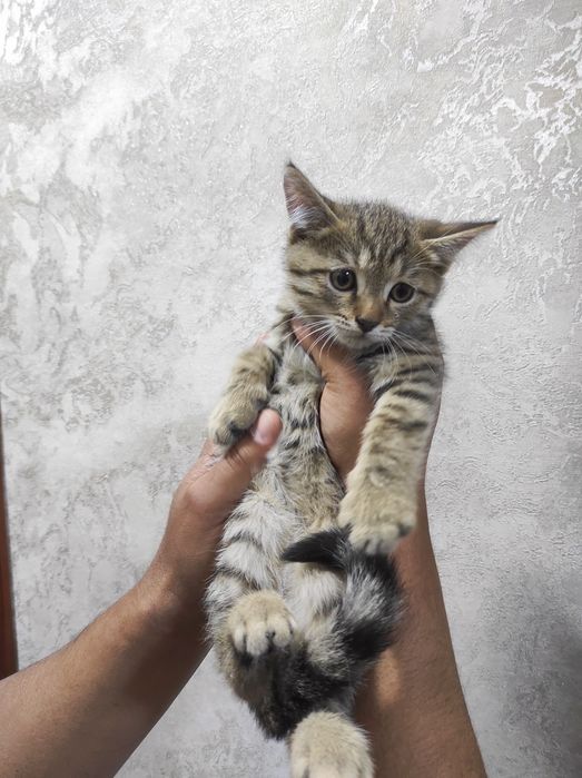 Продам скоттиш страйт