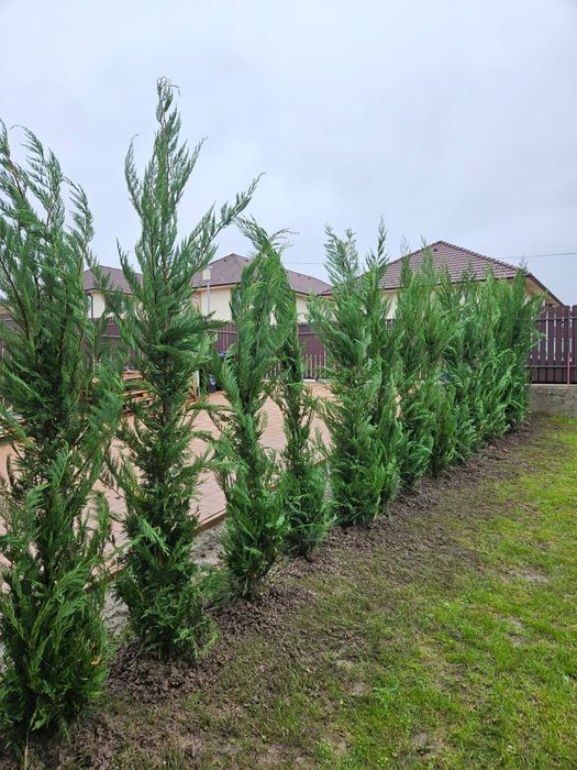 Plante ornamentale Tuia leylandii