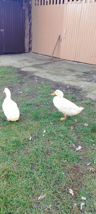 De vînzare,doi rățoi tineri.