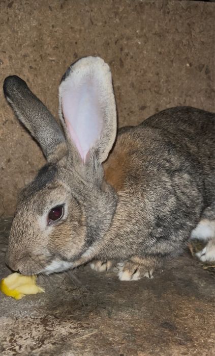 Продам крола на вязку