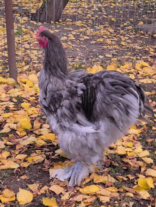 Gaini Cochinchina si Brahma disponibile