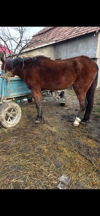 De vanzare 2 cai muncitii la padure un cal castrat si o iapa