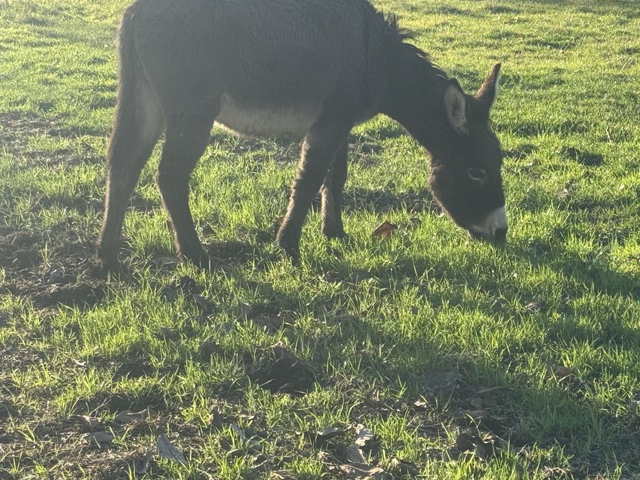 Vând măgărița din imagine