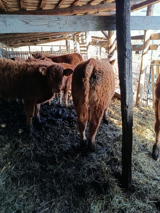 Viței rasa limousine din pășune