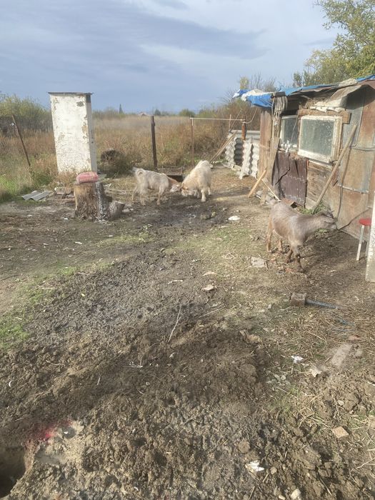 Se vinde 2 capre sui un tap de anul asta