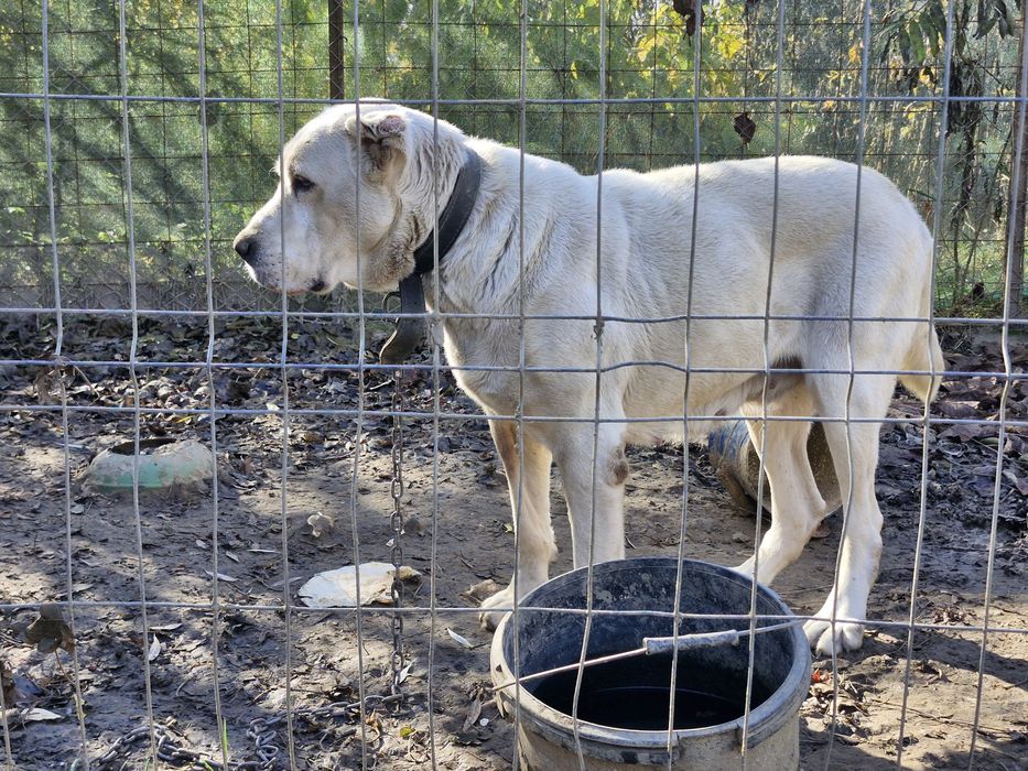 Ciobanesc de asia centrala