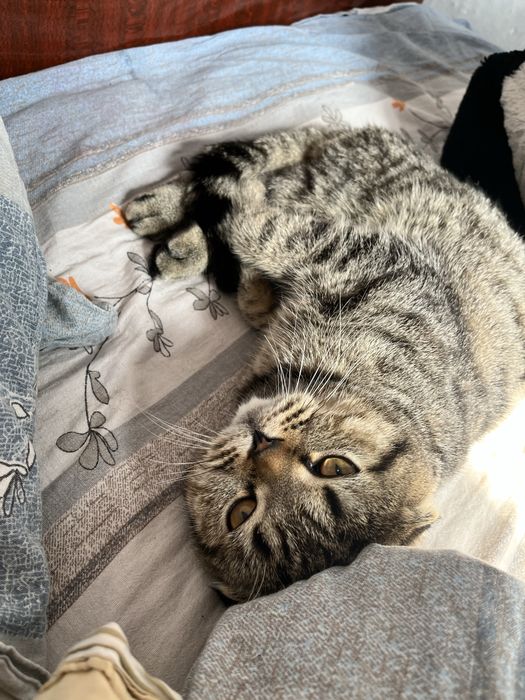 Вязка вислоухого кота