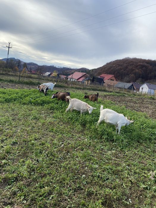 Vand iedute sanne si alpin montate cu anglo nubian