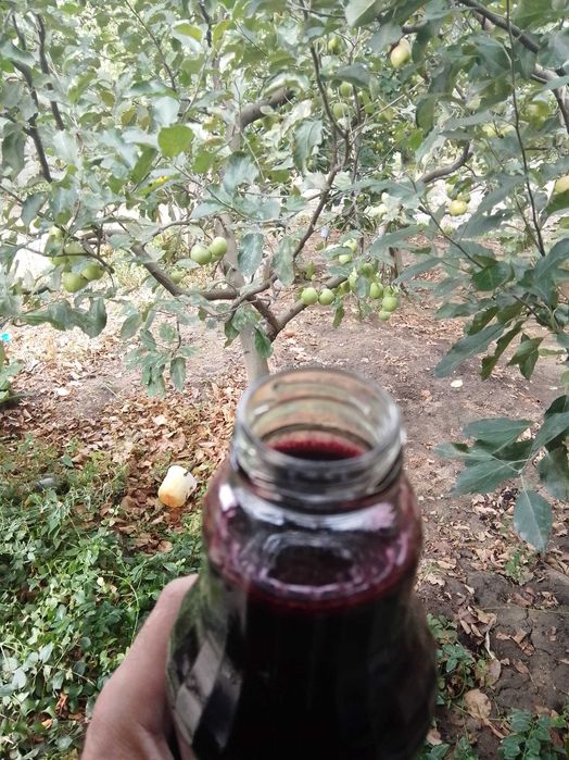 Концентрат Сироп от черен бъз . Бран в екологично чист район