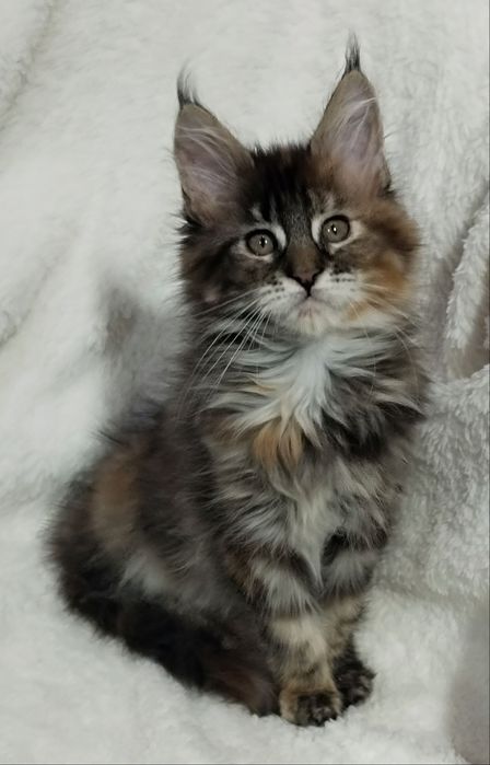 Продаются котята мейн куны