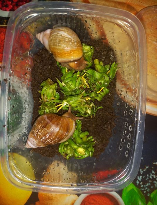 Улитки ахатины продам