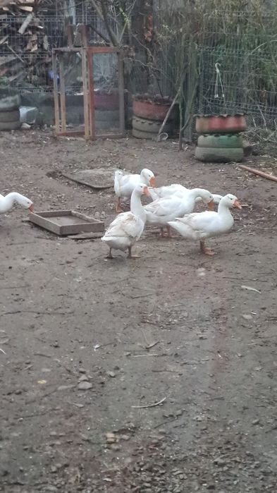 De vânzare curci și gâște