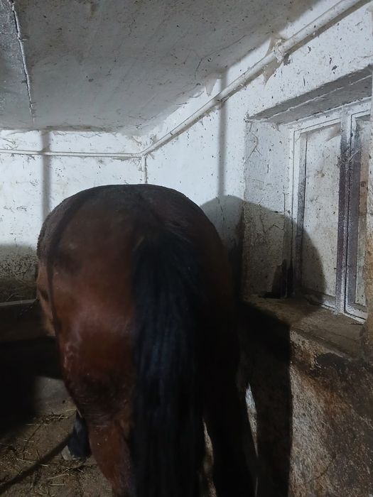 Vând mânză de 1 an și 6 luni