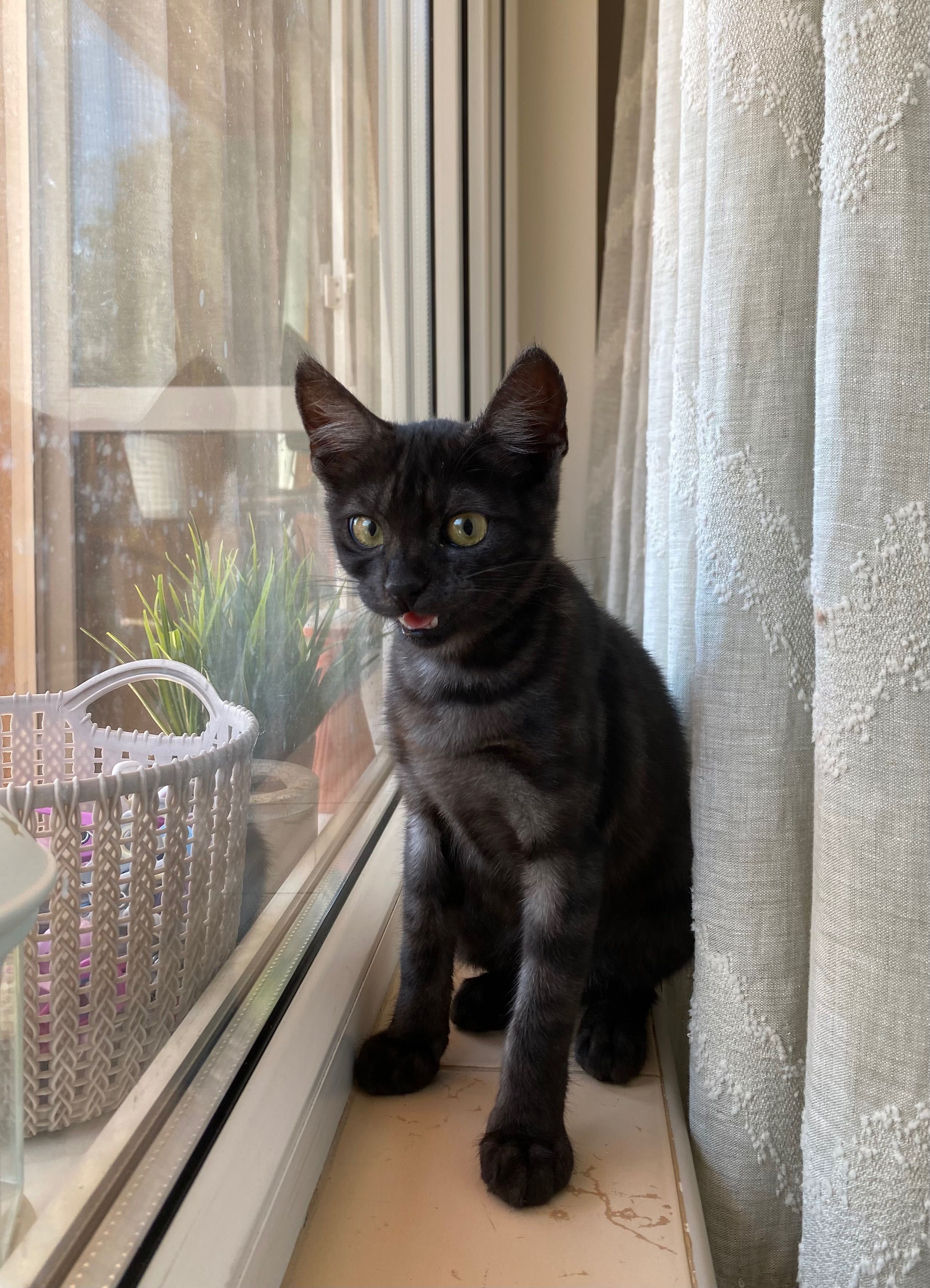 Момиче котка  на 3 месеца.