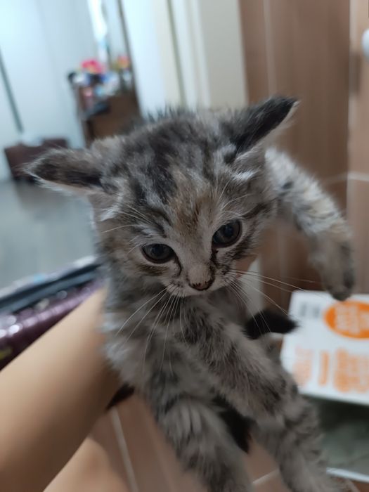 Отдам котят в добрые руки