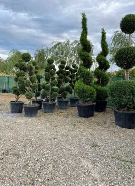 Plante Decorative Oriunde in tara! Gazon Rulou