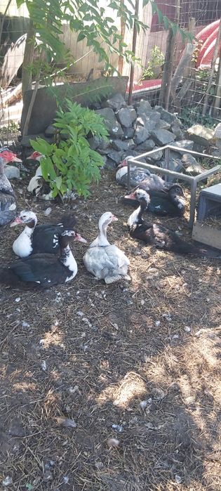 Vând rațe mute tinere