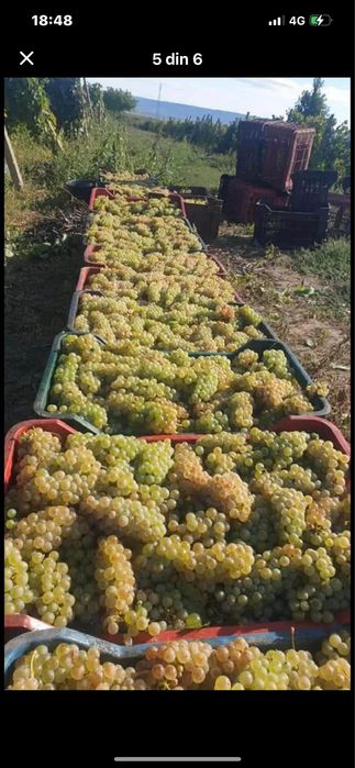Vand struguri de vin