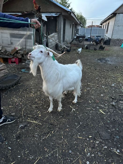 Vând 2 țapi și o capră