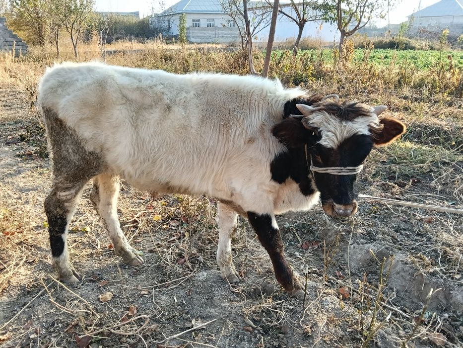 Огизше мен бузау